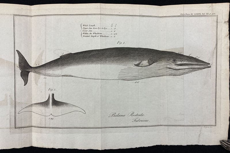 Baleen whale, engraving by James Basire I for an article by John Hunter on cetaceans, Philosophical Transactions of the Royal Society of London, vol. 77, plate 20, 1787 (Linda Hall Library)