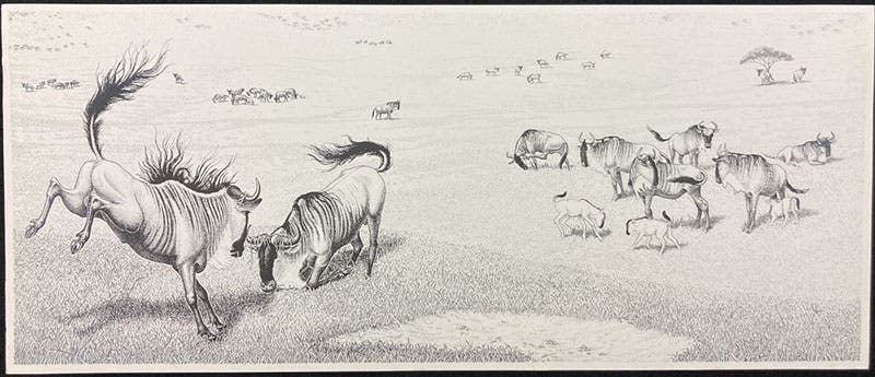 Blue wildebeest, pen-and-ink drawing by Sarah Landry, offprint from Sociobiology: The New Synthesis, by E.O. Wilson, fig. 24-3, pp. 492-3, 1975 (Dava Sobel)