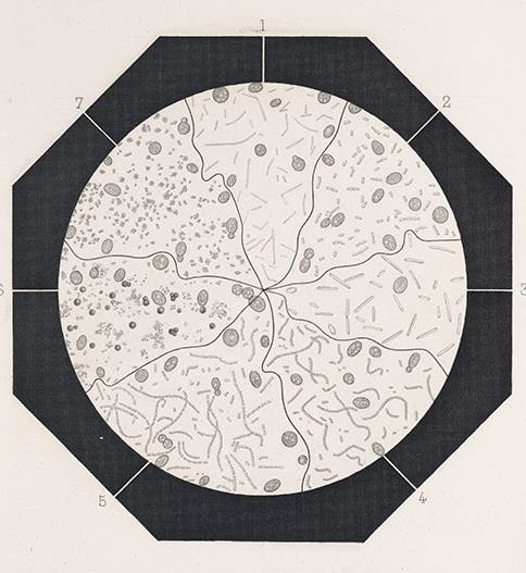 <i>Principaux ferments</i> that cause beer to go bad, Pasteur, <i> Études sur la bière</i>, 1876 (Linda Hall Library)