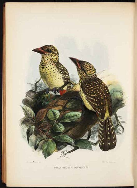Pearl-spotted barbets, hand-colored lithograph by J.G. Keulemans, in A Monograph of the Capitonidae, or Scansorial Barbets, by Charles H.T. Marshall and George F.L. Marshall, 1870 (Linda Hall Library)
