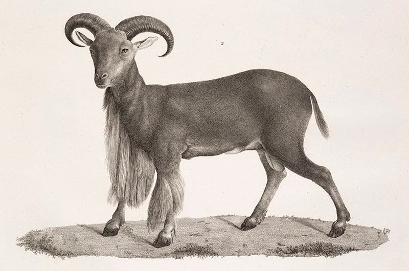 Mouflon, Description de l’Égypte, 1809-28 (Linda Hall Library)