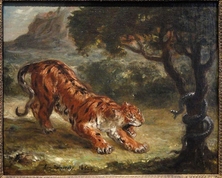 Tiger and Snake, by Eugène Delacroix, 1863, Corcoran Gallery (Wikimedia commons)