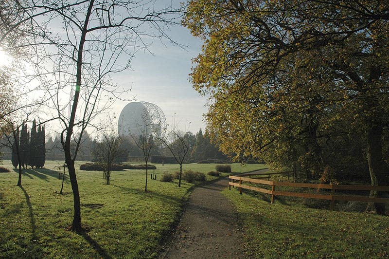 The 250-foot Lovell Telescope at Jodrell Bank, viewed from the arboretum (Wikimedia commons)