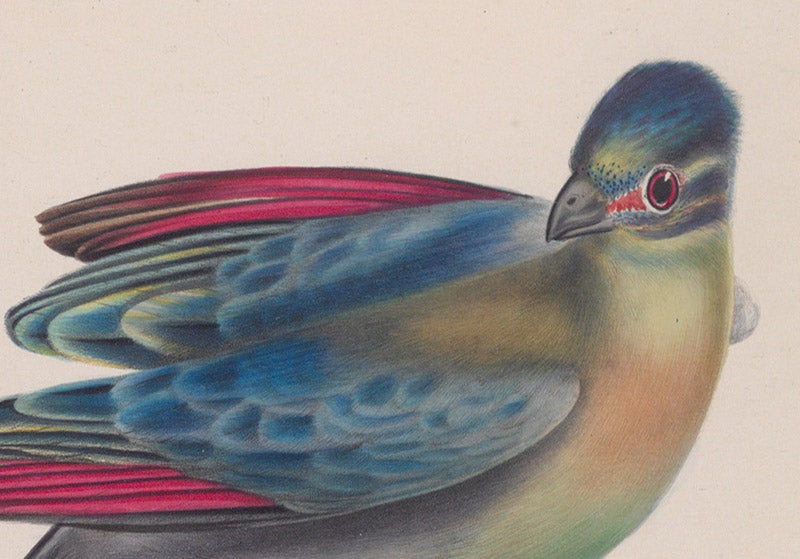 Detail of a purple-crested turaco, hand-colored lithograph by Gerald H. Ford, in Andrew Smith, Illustrations of the Zoology of South Africa, vol. 2: Aves, 1849 (Linda Hall Library)