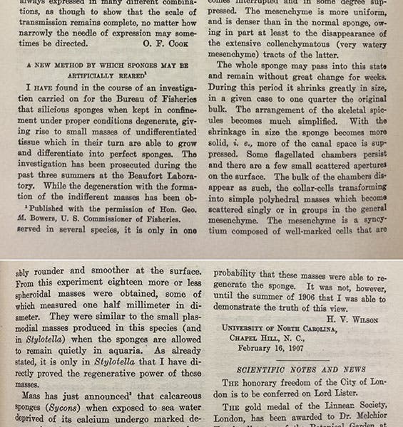 Beginning and end of four-page paper by Henry Van Peters Wilson, “A new method by which sponges may be artificially reared, Science, vol 25, 1907 (Linda Hall Library)
