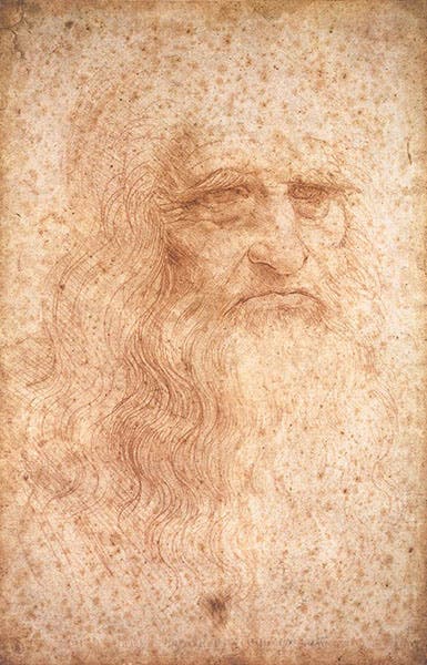 Leonardo da Vinci, self-portrait, red chalk on paper, ca 1512 Biblioteca Reale, Turin (wga.hu)