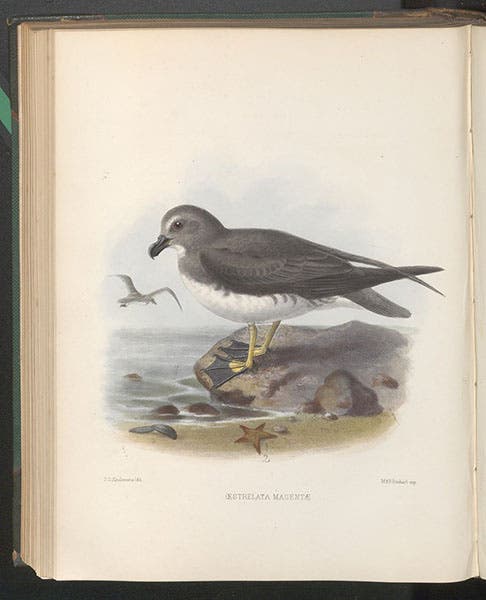Magenta plover, chromolithograph by Johan Gerard Keulemans, in George Dawson Rowley, Ornithological Miscellany, 1875-78, vol. 1, 1876 (Linda Hall Library)