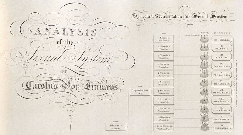 Detail of top of third image, showing the first 11 classes of plants based on the number of stamens in the flowers, engraving after original chart by John Thornton, in his New Illustration of the Sexual System of Carolus von Linnaeus,  1807 (Linda Hall Library)
