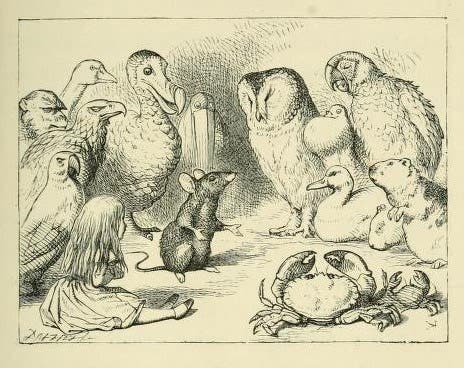 Animals on the bank, before the Caucus-Race, wood engraving after a drawing by John Tenniel, Alice’s Adventures in Wonderland, by Lewis Carrol, p. 29, 1866, Gettysburg College Library (archive.org)