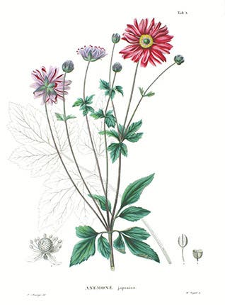 Japanese Anemone, from Flora Japonica, 1835-70 (Wikimedia Commons)