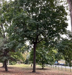 Sugar Maple summer