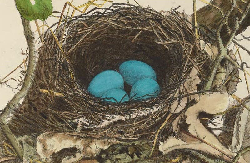 Detail of first image, showing the lithographic technique and hand-coloring (Smithsonian Institution Libraries via Biodiversity Heritage Library and Wikimedia commons)