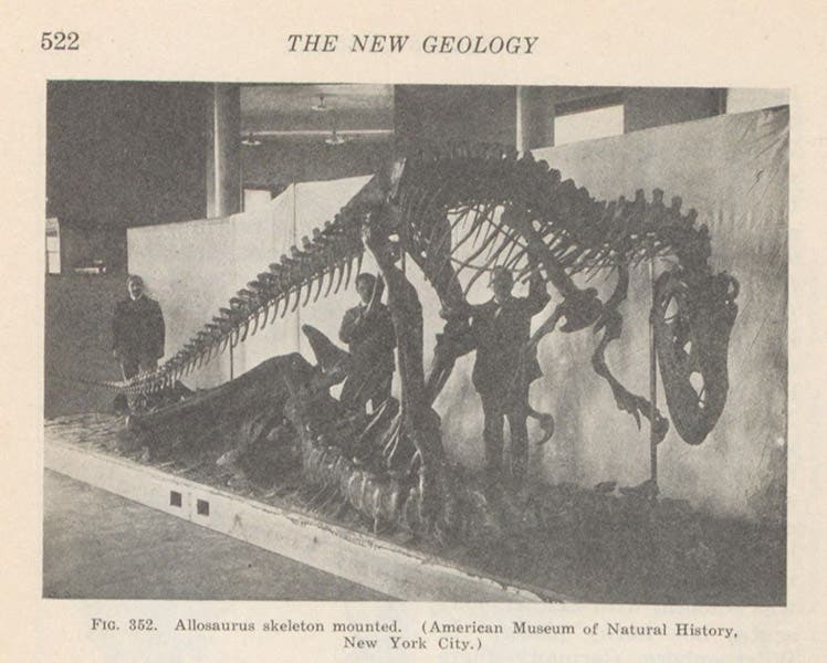 Allosaurus mount in the American Museum of Natural History, photograph in The New Geology, by George McCready Price, p. 522, 1923 (Linda Hall Library)
