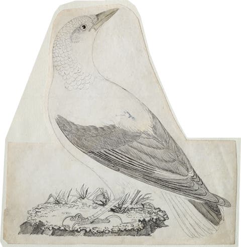 Clark’s crow (Clark’s nutcracker), preparatory drawing by Alexander Wilson (Academy of Natural Sciences of Drexel University)