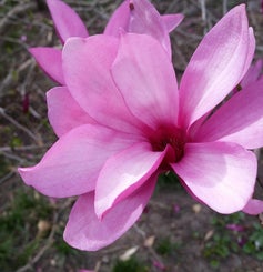 Ann Magnolia flower