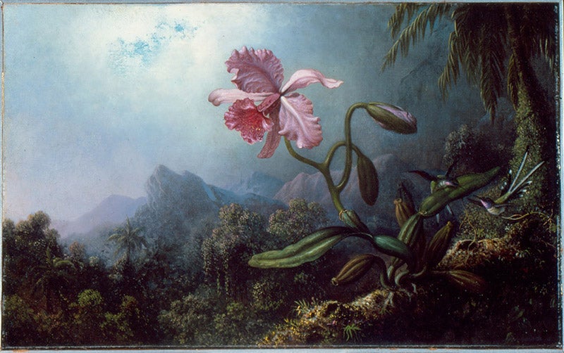 Two Hummingbirds with an Orchid, oil on canvas, 1875, High Museum, Atlanta (Wikimedia commons)
