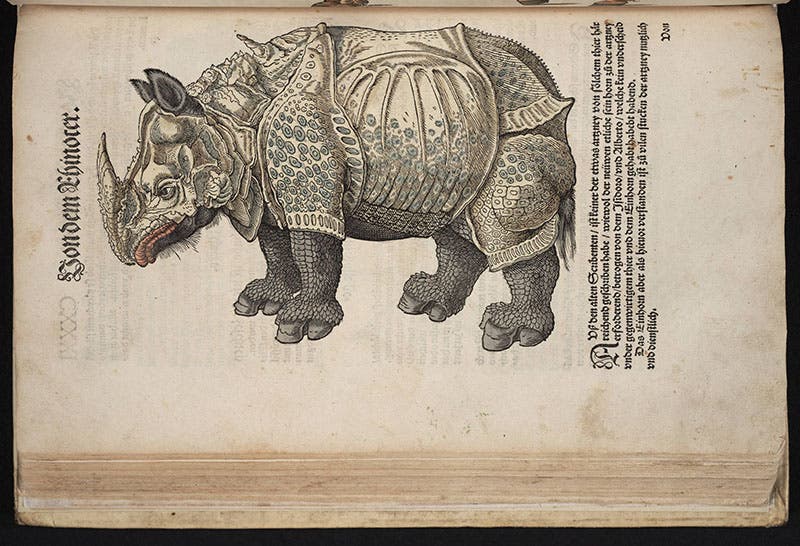 Rhinoceros, hand-colored woodcut, Gessner, Thierbuch, 1563 (Linda Hall Library)