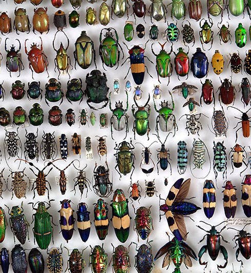 Beetles of the World collection (insect.net)