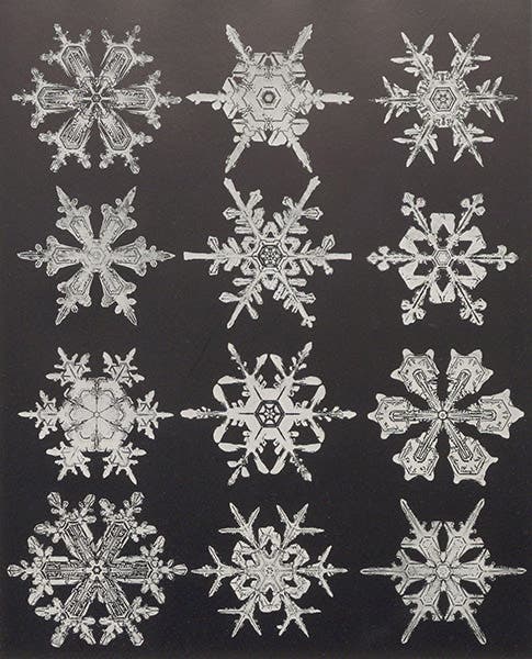 Elaborate snow crystals, photomicrographs, plate 147, cropped to plate margins, Snow Crystals, by Wilson A. Bentley and William J. Humphreys, 1931; our first image was enlarged from this plate (Linda Hall Library)