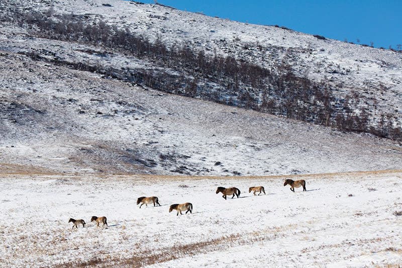 Reintroduced Przhevalsky’s horses in Mongolia, photograph by Sean Gallagher, Smithsonian Magazine, Dec., 2016 (smithsonianmag.com)