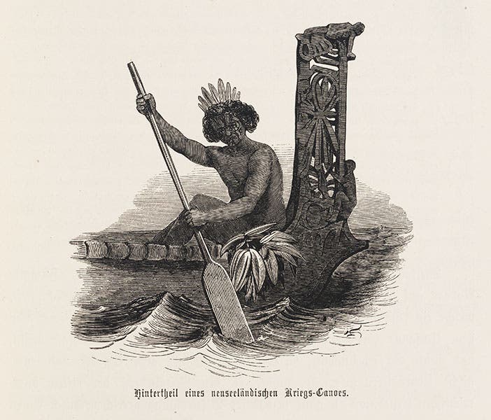 Tailpiece, Maori in stern of war canoe, wood-engraving from Reise der Novara, 1861 (Linda Hall Library)