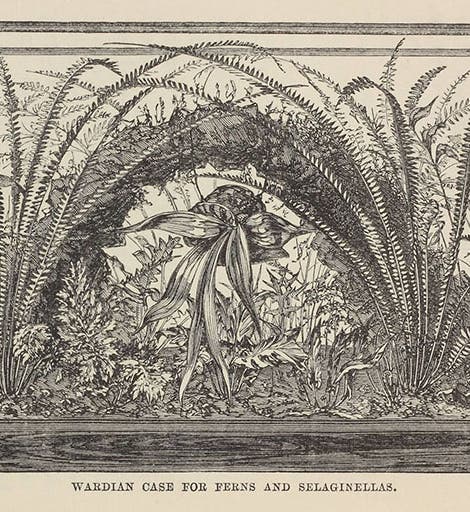 A Wardian case filled with ferns and spikemosses, from J. R. Mollison, <i>The New Practical Window Gardener</i>, 1877 (Linda Hall Library)