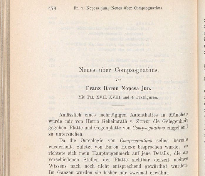 First paragraph of "Neues ueber Compsognathus," article by Franz Nopcsa, Neues Jahrbuch fur Mineralogie, Geologie und Palaeontologie, vol. 16, 1903 (Linda Hall Library)