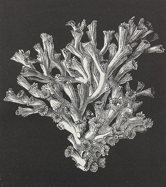 Lophohelia prolifera, a deep-sea sponge, wood engraving, in The Depths of the Sea, by Charles Wyville Thomson, p. 169, 1873 (Linda Hall Library)