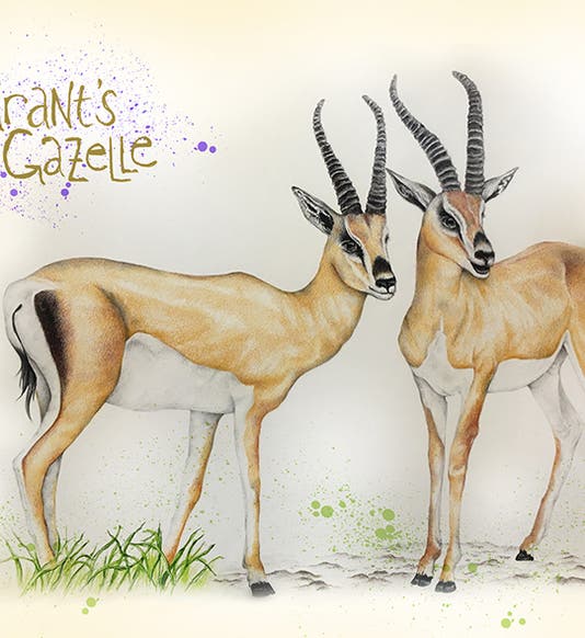 Grant’s gazelle, Melissa Dehner, 2019