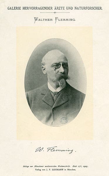 Portrait of Walther Flemming, photograph, undated but ca 1900, Bibliothèque interuniversitaire de santé, France (Wikimedia commons)