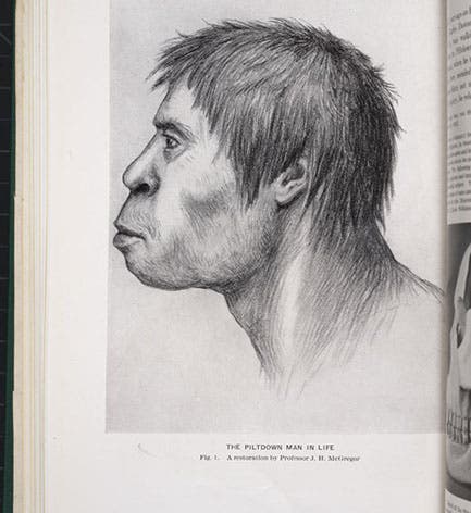 “Piltdown Man in Life,” restoration by James Howard McGregor, in article by William King Gregory, <i>American Museum Journal</i>, vol. 14, 1914 (Linda Hall Library)