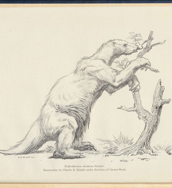 <i>Nothrotherium shastense</i> Sinclair, a Plestocene ground sloth, charcoal sketch by Charles Knight, 1922, frontispiece to Chester Stock, <i>Cenozoic Gravigrade Edentates</i>, 1925 (Linda Hall Library)