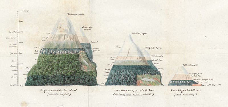 Vegetation pattern on two equatorial mountains (Chimborazo and Popocatépetl), two temperate mountains (Mont Blanc and Mont Perdu), and a “frigid” mountain (Sulitelma, Japan), detail of hand-colored engraved frontispiece, Alexander von Humboldt, De distributione geographica plantarum, 1817 (Linda Hall Library)