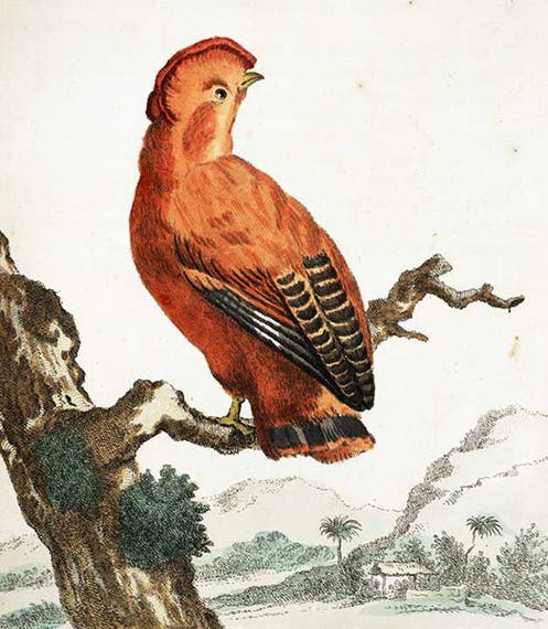 Cock-of-the-rock, hand-colored engraving after Aert Schouman, in Arnout Vosmaer, <i>Description d'un receuil exquis d'animaux rares</i>, 1804 (Linda Hall Library)