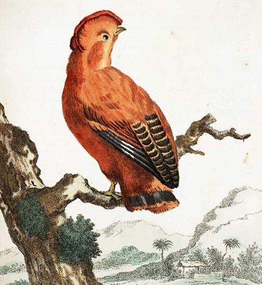 Cock-of-the-rock, hand-colored engraving after Aert Schouman, in Arnout Vosmaer, <i>Description d'un receuil exquis d'animaux rares</i>, 1804 (Linda Hall Library)