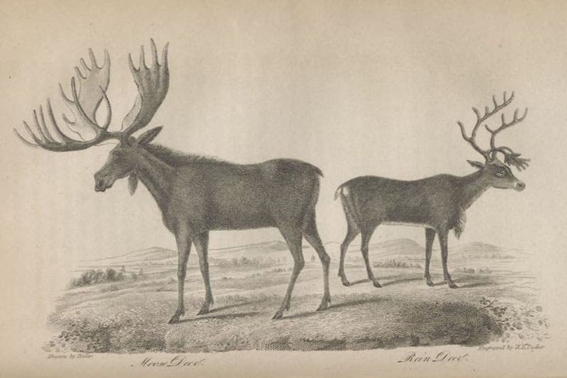 Moose and reindeer, engraving after a drawing by Alexander Rider, American Natural History, by John Godman, vol. 2, 1831 (Linda Hall Library)