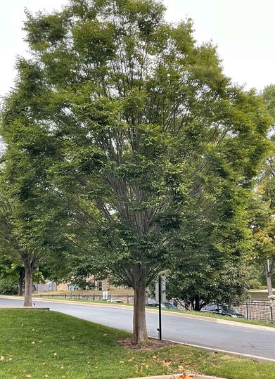 Japanese Zelkova summer