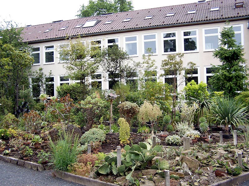 The “Old Botanical Garden” at the University of Göttingen, founded by Albrecht von Haller and directed, briefly, by Gottfried Zinn, where he grew the first zinnias in Europe (Wikimedia commons)