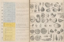 Detail of Plate 2, Secondary strata, A Tabular View of Characteristic British Fossils, Stratigraphically Arranged [compiled and engraved by J. W. Lowry, drawn by C. R. Bone], 1853 (Linda Hall Library).