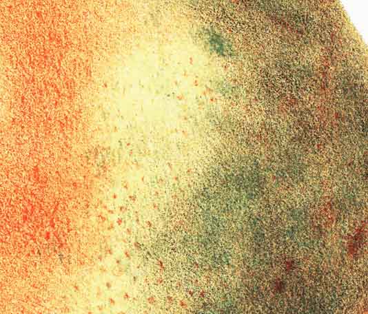 Detail of Dix fear (first image), from Charles Hovey, Fruits of America (1852-6) (Linda Hall Library)