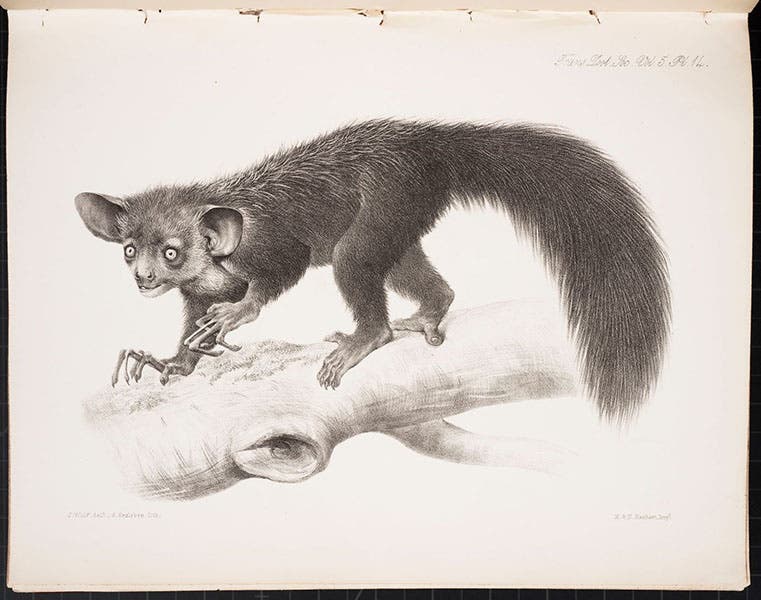 Full view of an aye-aye, lithograph by Joseph Wolf, in “On the Aye-aye …,” by Richard Owen, Transactions of the Zoological Society of London, vol. 5, plate 14, 1866 (Linda Hall Library)