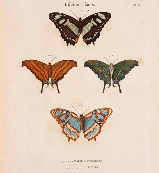 <i>Papilio stelenes</i> and <i>Papilio thetis</i>, engraved after drawings by Jean-Gabriel Pretre, in Ambroise Palisot de Beauvois, <i>Insectes recueillis en Afrique et en Amérique</i>, 1805 (Linda Hall Library)