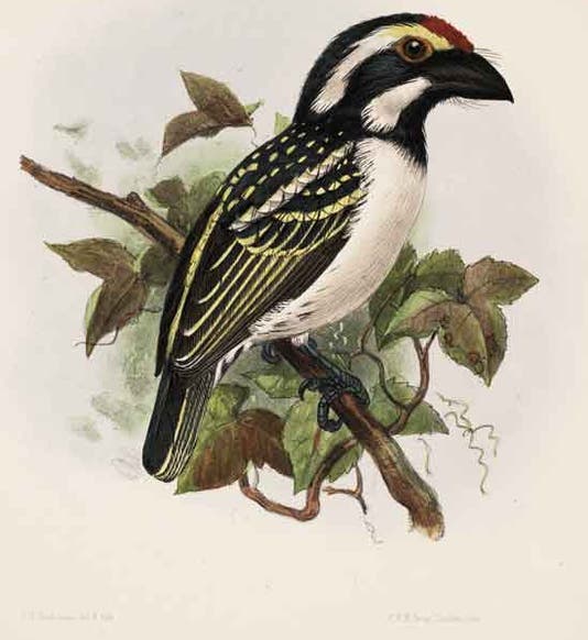 Crowned barbet, hand-colored lithograph by J.G. Keulemans, in A Monograph of the Capitonidae, or Scansorial Barbets,  by Charles H.T. Marshall and George F.L. Marshall, 1870 (Linda Hall Library)