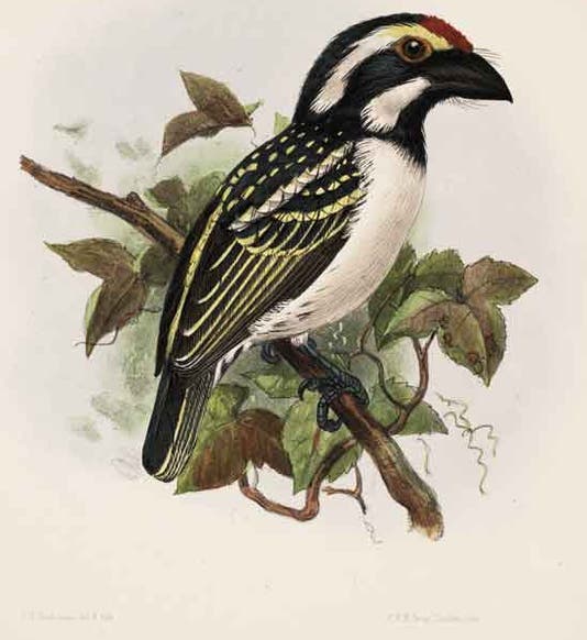 Crowned barbet, hand-colored lithograph by J.G. Keulemans, in A Monograph of the Capitonidae, or Scansorial Barbets, by Charles H.T. Marshall and George F.L. Marshall, 1870 (Linda Hall Library)