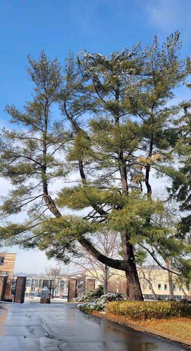 White Pine winter