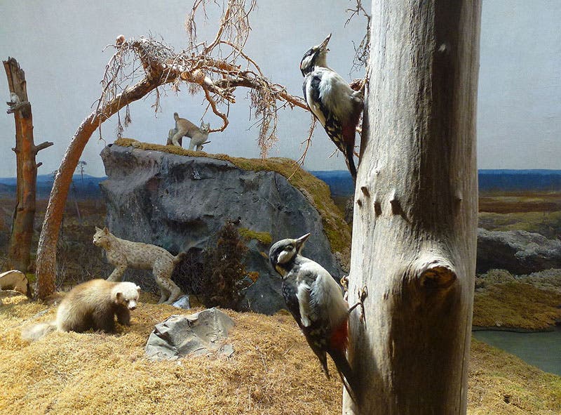 Diorama with lynx and woodpeckers, panorama by Bruno Liljefors, Biologiska Museet, 1893 (Wikimedia commons)