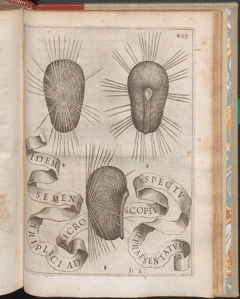 Three seeds of Rosa sinensis, or hibiscus, enlarged by a microscope, engraving, in Giovanni Battista Ferrari, De florum cultura, 1633 (Linda Hall Library)