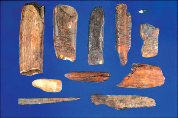 Stained bones from Hinton’s trunk, photograph, after 1978 (onlinelibrary.wiley.com)