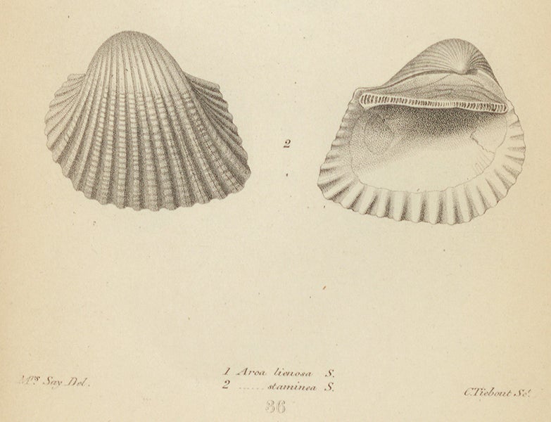 Area staminea, drawn by Lucy Sustire Say, with the attribution at bottom left, “Mme. Say del.,” detail of engraved plate in Thomas Say, Conchology, 1858 (Linda Hall Library)