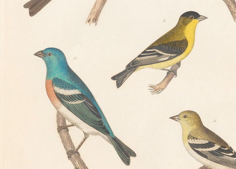 Arkansas siskin (top), female American goldfinch (right), and lazuli finch (left, now lazuli bunting), discovered by Thoma Say, detail of third image (Linda Hall Library)